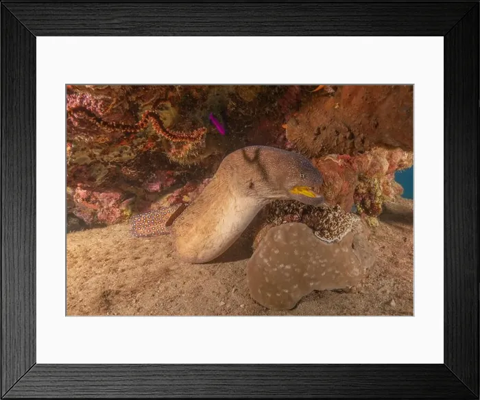 Framed Print : Moray eel Mooray lycodontis undulatus in the Red Sea, Eilat Israel Framed Print : Moray eel Mooray lycodontis undulatus in the Red Sea, Eilat Israel