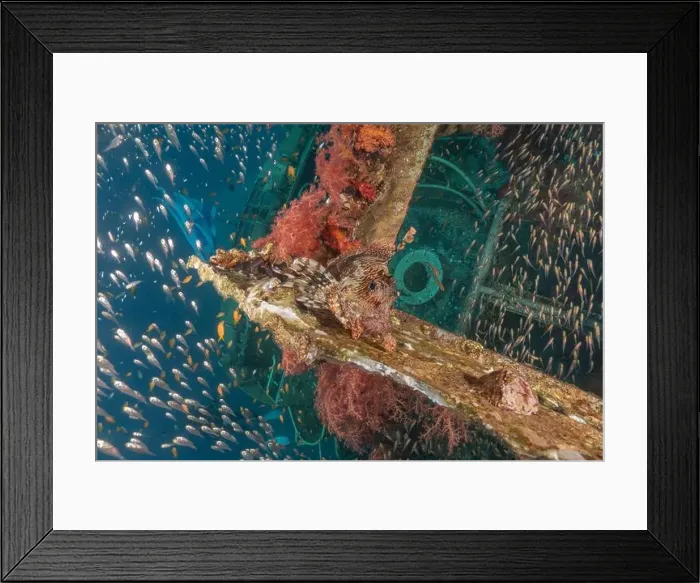 Framed Print : Lionfish in the Red Sea colorful fish, Eilat Israel Framed Print : Lionfish in the Red Sea colorful fish, Eilat Israel