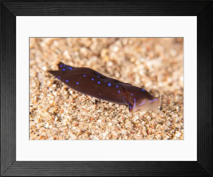 Framed Print : Sea Slug in the Red Sea Colorful and beautiful, Eilat Israel Framed Print : Sea Slug in the Red Sea Colorful and beautiful, Eilat Israel