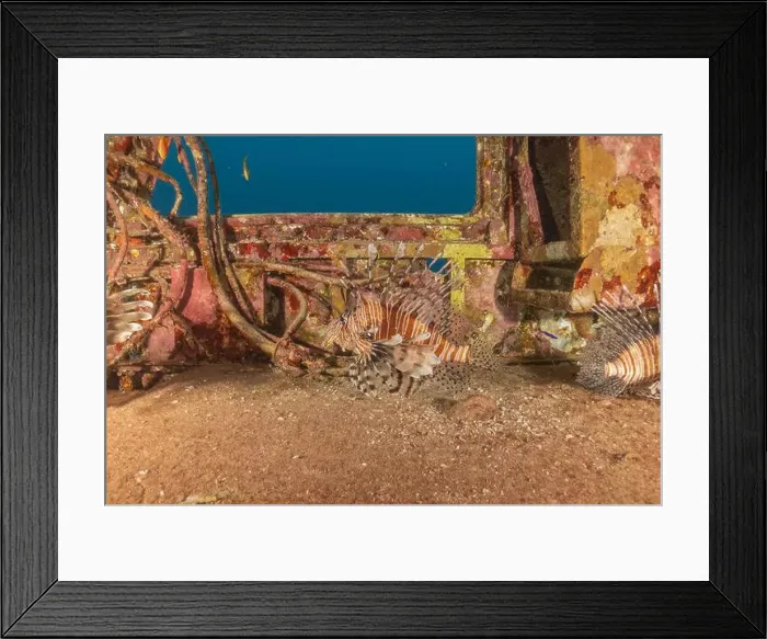 Framed Print : Lionfish in the Red Sea colorful fish, Eilat Israel Framed Print : Lionfish in the Red Sea colorful fish, Eilat Israel