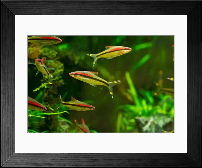 Framed Print : Beautiful Colorful Fish in the Colorful Coral Reef in an Ocean with Nemo Framed Print : Beautiful Colorful Fish in the Colorful Coral Reef in an Ocean with Nemo
