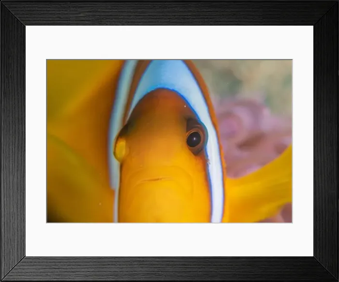 Framed Print : Clown-fish anemonefish in the Red Sea Colorful and beautiful, Eilat Israel Framed Print : Clown-fish anemonefish in the Red Sea Colorful and beautiful, Eilat Israel