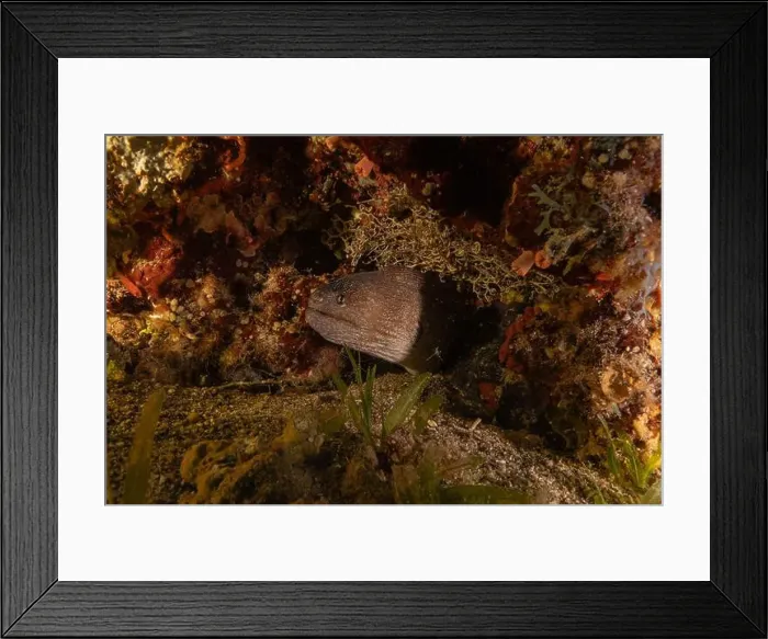 Framed Print : Moray eel Mooray lycodontis undulatus in the Red Sea, Eilat Israel Framed Print : Moray eel Mooray lycodontis undulatus in the Red Sea, Eilat Israel