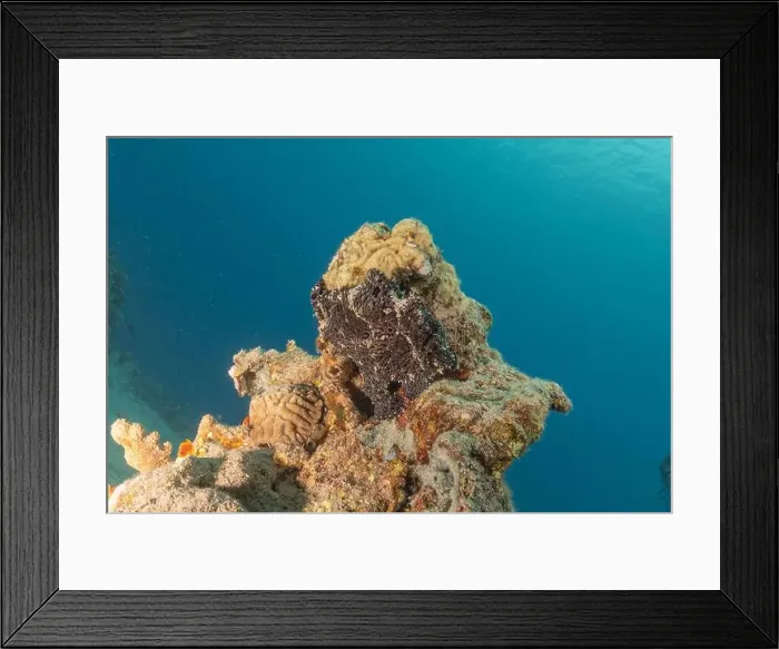Framed Print : Frogfish swim in the Red Sea, colorful fish, Eilat Israel Framed Print : Frogfish swim in the Red Sea, colorful fish, Eilat Israel