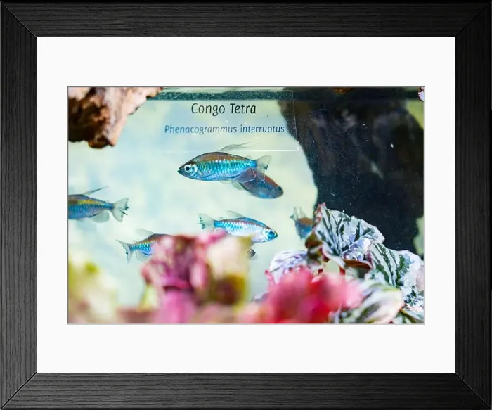 Framed Print : Beautiful Colorful Fish in the Colorful Coral Reef in an Ocean with Nemo Framed Print : Beautiful Colorful Fish in the Colorful Coral Reef in an Ocean with Nemo