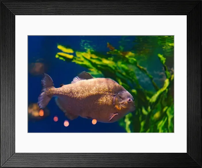 Framed Print : Beautiful Colorful Fish in the Colorful Coral Reef in an Ocean with Nemo Framed Print : Beautiful Colorful Fish in the Colorful Coral Reef in an Ocean with Nemo