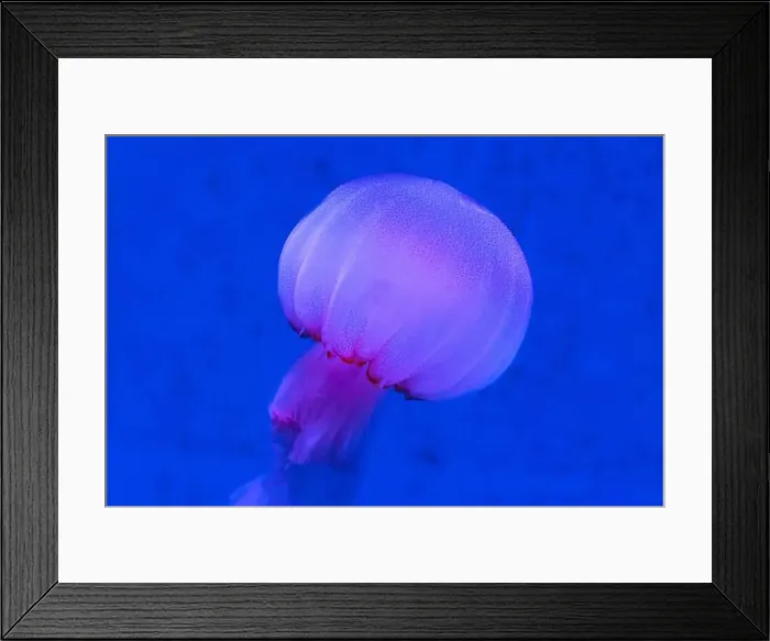 Framed Print : Red Orange White Big Jelly Fish in an Ocean Framed Print : Red Orange White Big Jelly Fish in an Ocean