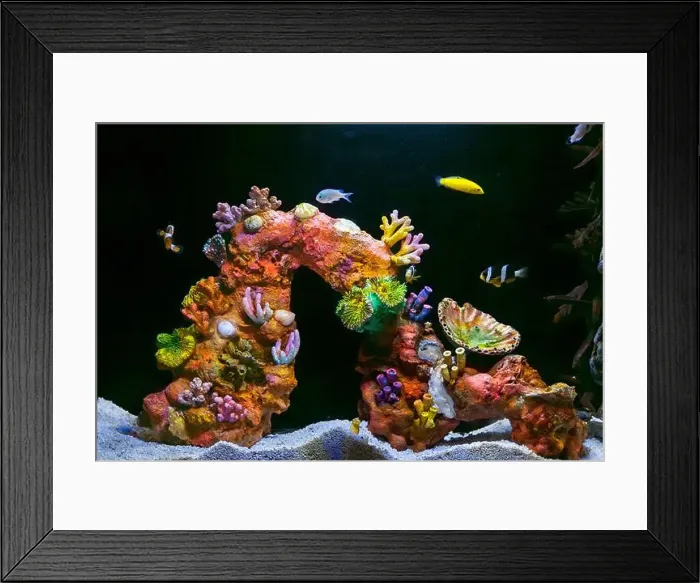Framed Print : Beautiful Colorful Fish in the Colorful Coral Reef in an Ocean with Nemo Framed Print : Beautiful Colorful Fish in the Colorful Coral Reef in an Ocean with Nemo