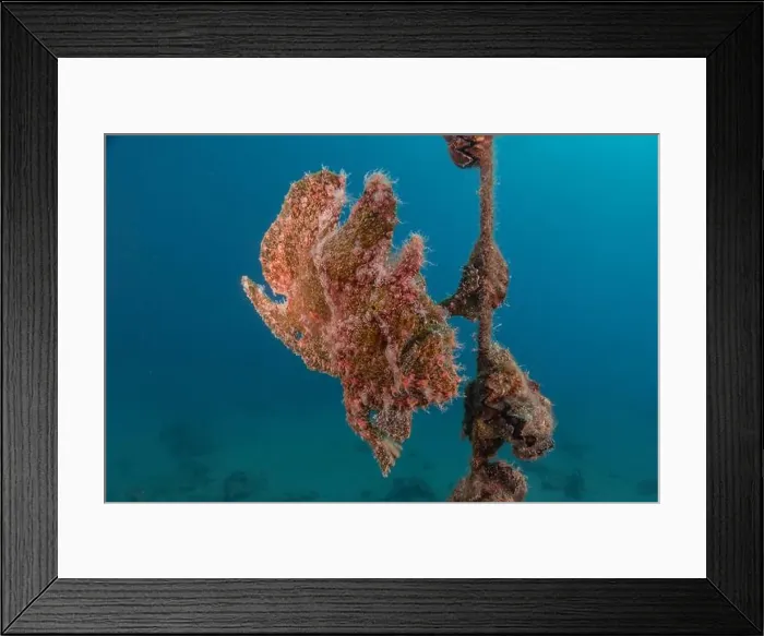 Framed Print : Frogfish swim in the Red Sea, colorful fish, Eilat Israel Framed Print : Frogfish swim in the Red Sea, colorful fish, Eilat Israel