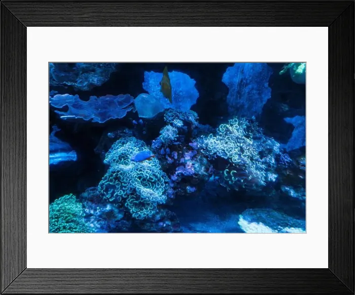 Framed Print : Beautiful Colorful Fish in the Colorful Coral Reef in an Ocean with Nemo Framed Print : Beautiful Colorful Fish in the Colorful Coral Reef in an Ocean with Nemo