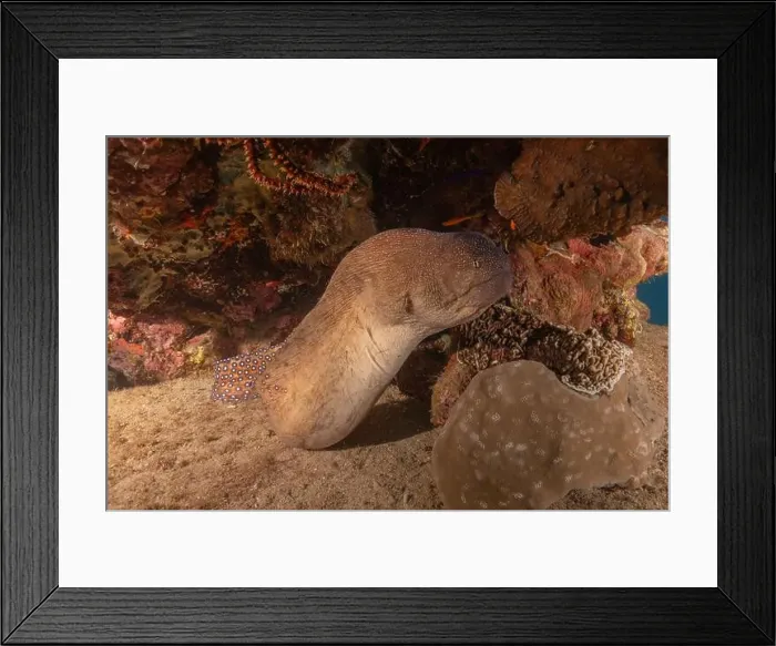 Framed Print : Moray eel Mooray lycodontis undulatus in the Red Sea, Eilat Israel Framed Print : Moray eel Mooray lycodontis undulatus in the Red Sea, Eilat Israel