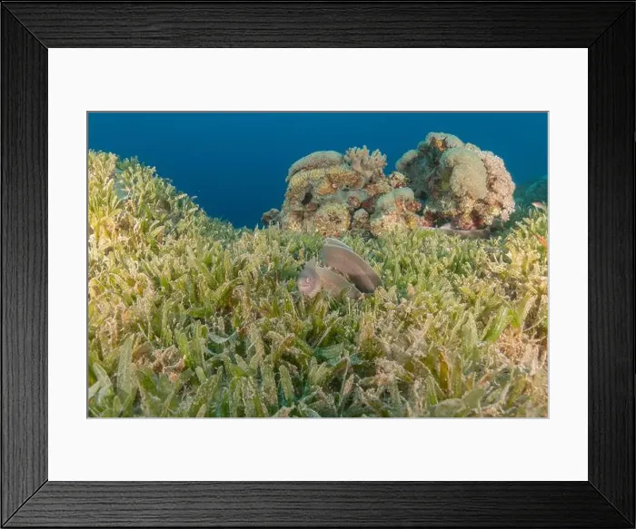Framed Print : Moray eel Mooray lycodontis undulatus in the Red Sea, Eilat Israel Framed Print : Moray eel Mooray lycodontis undulatus in the Red Sea, Eilat Israel