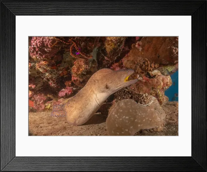 Framed Print : Moray eel Mooray lycodontis undulatus in the Red Sea, Eilat Israel Framed Print : Moray eel Mooray lycodontis undulatus in the Red Sea, Eilat Israel