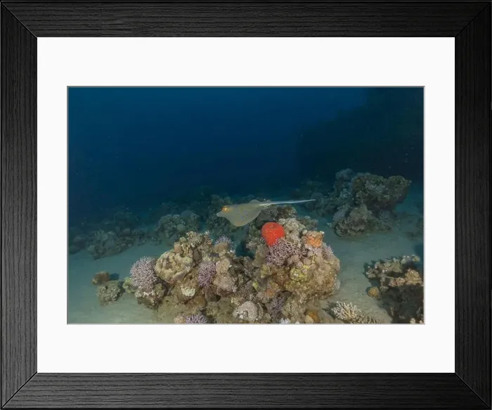 Framed Print : Blue-spotted stingray On the seabed in the Red Sea Eilat, Israel Framed Print : Blue-spotted stingray On the seabed in the Red Sea Eilat, Israel