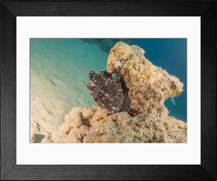 Framed Print : Frogfish swim in the Red Sea, colorful fish, Eilat Israel Framed Print : Frogfish swim in the Red Sea, colorful fish, Eilat Israel