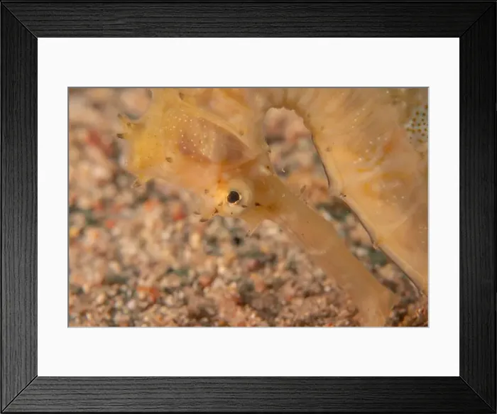 Framed Print : Sea Horse in the Red Sea Colorful and beautiful, Eilat Israel Framed Print : Sea Horse in the Red Sea Colorful and beautiful, Eilat Israel
