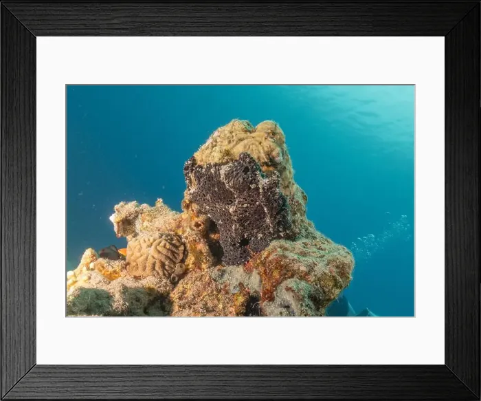 Framed Print : Frogfish swim in the Red Sea, colorful fish, Eilat Israel Framed Print : Frogfish swim in the Red Sea, colorful fish, Eilat Israel