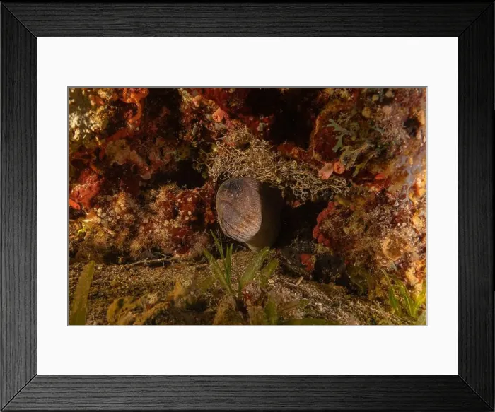 Framed Print : Moray eel Mooray lycodontis undulatus in the Red Sea, Eilat Israel Framed Print : Moray eel Mooray lycodontis undulatus in the Red Sea, Eilat Israel