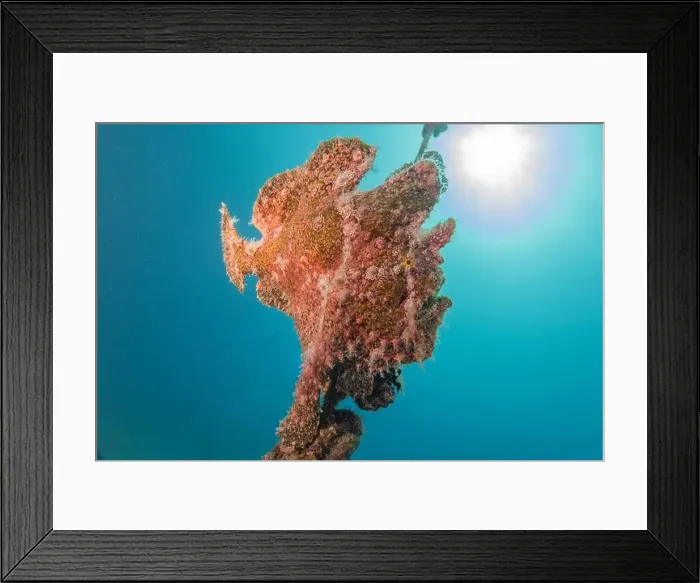 Framed Print : Frogfish swim in the Red Sea, colorful fish, Eilat Israel Framed Print : Frogfish swim in the Red Sea, colorful fish, Eilat Israel