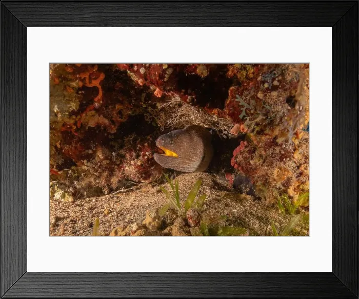 Framed Print : Moray eel Mooray lycodontis undulatus in the Red Sea, Eilat Israel Framed Print : Moray eel Mooray lycodontis undulatus in the Red Sea, Eilat Israel