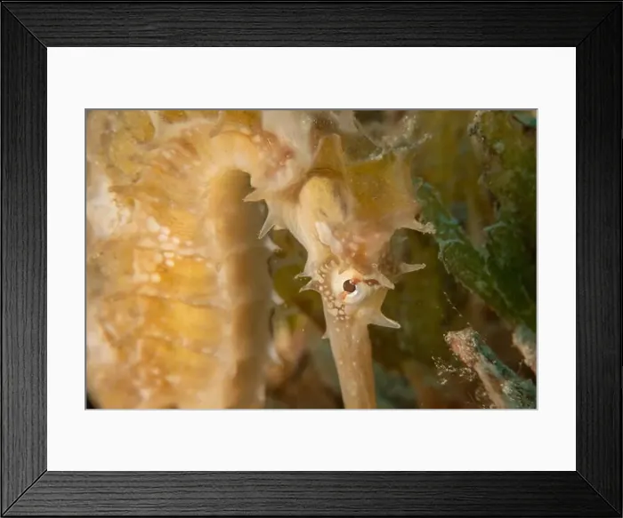 Framed Print : Sea Horse in the Red Sea Colorful and beautiful, Eilat Israel Framed Print : Sea Horse in the Red Sea Colorful and beautiful, Eilat Israel