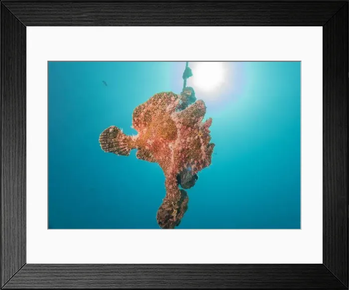 Framed Print : Frogfish swim in the Red Sea, colorful fish, Eilat Israel Framed Print : Frogfish swim in the Red Sea, colorful fish, Eilat Israel