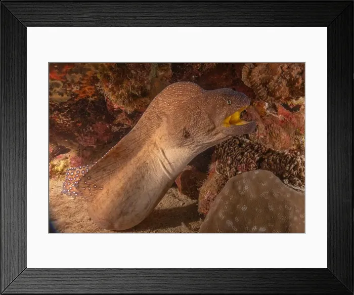 Framed Print : Moray eel Mooray lycodontis undulatus in the Red Sea, Eilat Israel Framed Print : Moray eel Mooray lycodontis undulatus in the Red Sea, Eilat Israel