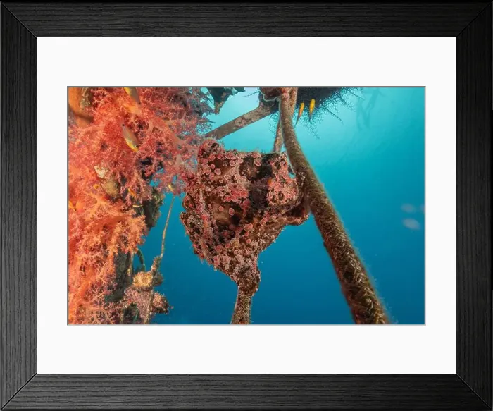 Framed Print : Frogfish swim in the Red Sea, colorful fish, Eilat Israel Framed Print : Frogfish swim in the Red Sea, colorful fish, Eilat Israel