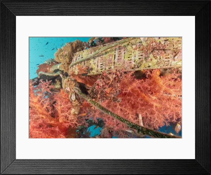 Framed Print : Lionfish in the Red Sea colorful fish, Eilat Israel Framed Print : Lionfish in the Red Sea colorful fish, Eilat Israel