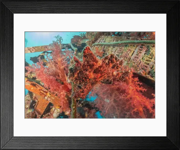 Framed Print : Frogfish swim in the Red Sea, colorful fish, Eilat Israel Framed Print : Frogfish swim in the Red Sea, colorful fish, Eilat Israel