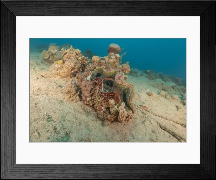 Framed Print : Giant Clam in the Red Sea Colorful and beautiful, Eilat Israel Framed Print : Giant Clam in the Red Sea Colorful and beautiful, Eilat Israel
