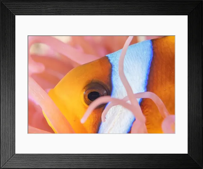 Framed Print : Clown-fish anemonefish in the Red Sea Colorful and beautiful, Eilat Israel Framed Print : Clown-fish anemonefish in the Red Sea Colorful and beautiful, Eilat Israel