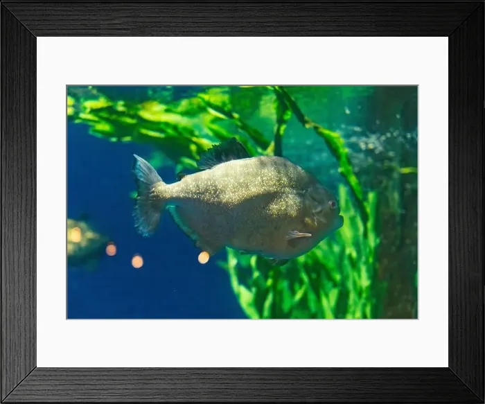 Framed Print : Beautiful Colorful Fish in the Colorful Coral Reef in an Ocean with Nemo Framed Print : Beautiful Colorful Fish in the Colorful Coral Reef in an Ocean with Nemo