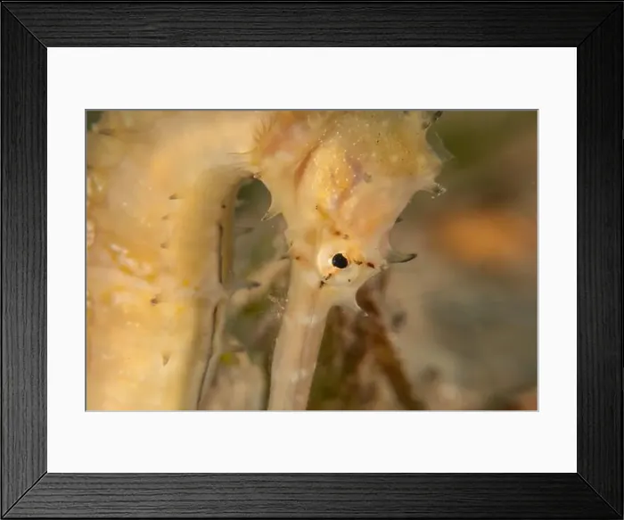 Framed Print : Sea Horse in the Red Sea Colorful and beautiful, Eilat Israel Framed Print : Sea Horse in the Red Sea Colorful and beautiful, Eilat Israel