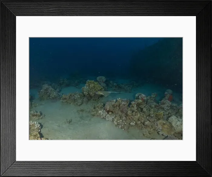 Framed Print : Blue-spotted stingray On the seabed in the Red Sea Eilat, Israel Framed Print : Blue-spotted stingray On the seabed in the Red Sea Eilat, Israel