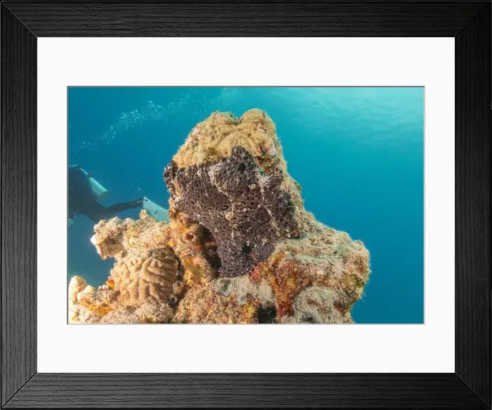 Framed Print : Frogfish swim in the Red Sea, colorful fish, Eilat Israel Framed Print : Frogfish swim in the Red Sea, colorful fish, Eilat Israel