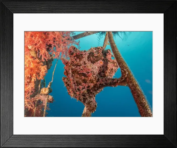 Framed Print : Frogfish swim in the Red Sea, colorful fish, Eilat Israel Framed Print : Frogfish swim in the Red Sea, colorful fish, Eilat Israel