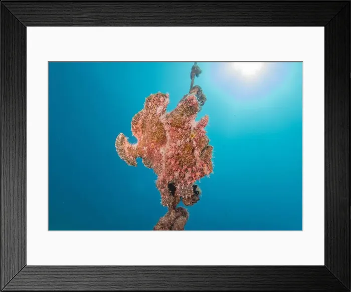 Framed Print : Frogfish swim in the Red Sea, colorful fish, Eilat Israel Framed Print : Frogfish swim in the Red Sea, colorful fish, Eilat Israel