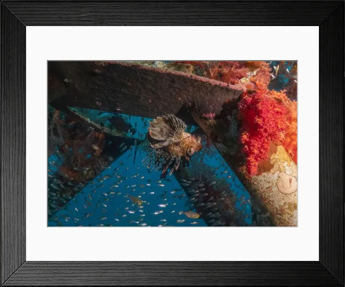 Framed Print : Lionfish in the Red Sea colorful fish, Eilat Israel Framed Print : Lionfish in the Red Sea colorful fish, Eilat Israel