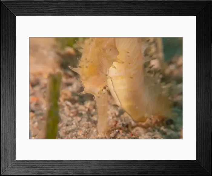 Framed Print : Sea Horse in the Red Sea Colorful and beautiful, Eilat Israel Framed Print : Sea Horse in the Red Sea Colorful and beautiful, Eilat Israel