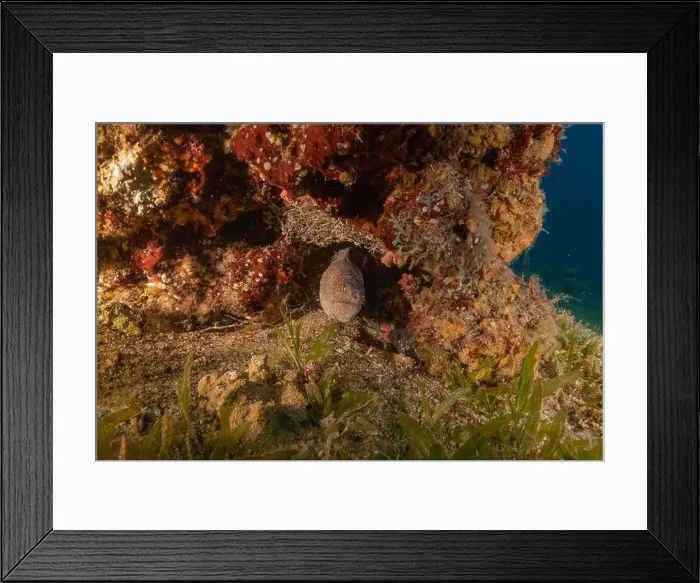 Framed Print : Moray eel Mooray lycodontis undulatus in the Red Sea, Eilat Israel Framed Print : Moray eel Mooray lycodontis undulatus in the Red Sea, Eilat Israel