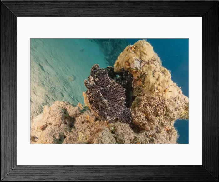 Framed Print : Frogfish swim in the Red Sea, colorful fish, Eilat Israel Framed Print : Frogfish swim in the Red Sea, colorful fish, Eilat Israel