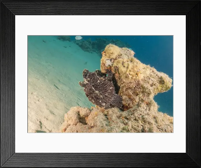 Framed Print : Frogfish swim in the Red Sea, colorful fish, Eilat Israel Framed Print : Frogfish swim in the Red Sea, colorful fish, Eilat Israel