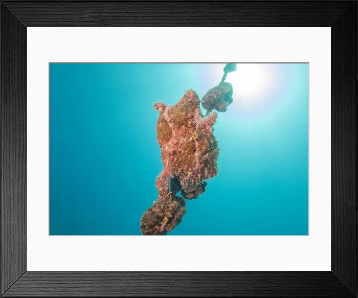 Framed Print : Frogfish swim in the Red Sea, colorful fish, Eilat Israel Framed Print : Frogfish swim in the Red Sea, colorful fish, Eilat Israel