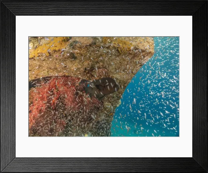 Framed Print : Coral reef and water plants in the Red Sea, Eilat Israel Framed Print : Coral reef and water plants in the Red Sea, Eilat Israel
