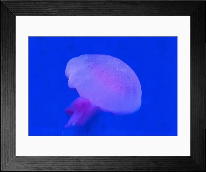 Framed Print : Red Orange White Big Jelly Fish in an Ocean Framed Print : Red Orange White Big Jelly Fish in an Ocean