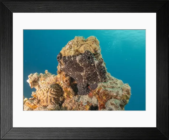 Framed Print : Frogfish swim in the Red Sea, colorful fish, Eilat Israel Framed Print : Frogfish swim in the Red Sea, colorful fish, Eilat Israel