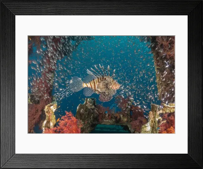 Framed Print : Lionfish in the Red Sea colorful fish, Eilat Israel Framed Print : Lionfish in the Red Sea colorful fish, Eilat Israel
