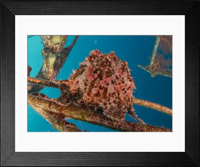 Framed Print : Frogfish swim in the Red Sea, colorful fish, Eilat Israel Framed Print : Frogfish swim in the Red Sea, colorful fish, Eilat Israel