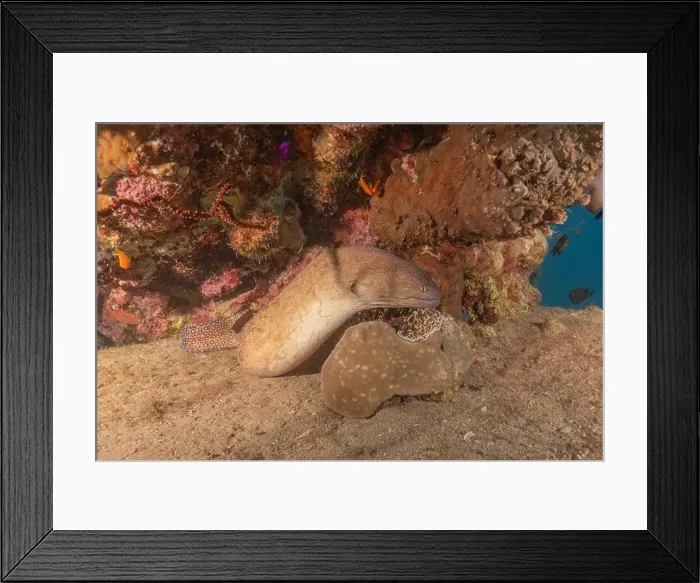 Framed Print : Moray eel Mooray lycodontis undulatus in the Red Sea, Eilat Israel Framed Print : Moray eel Mooray lycodontis undulatus in the Red Sea, Eilat Israel